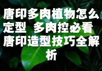 唐印多肉植物怎么定型 多肉控必看 唐印造型技巧全解析