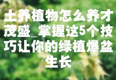 土养植物怎么养才茂盛_掌握这5个技巧让你的绿植爆盆生长
