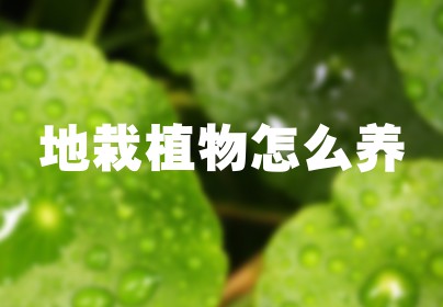 地栽植物怎么养