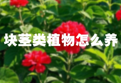 块茎类植物怎么养