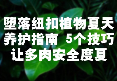 堕落纽扣植物夏天养护指南 5个技巧让多肉安全度夏