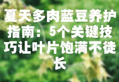 夏天多肉蓝豆养护指南：5个关键技巧让叶片饱满不徒长