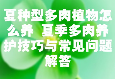 夏种型多肉植物怎么养 夏季多肉养护技巧与常见问题解答