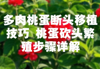 多肉桃蛋断头移植技巧 桃蛋砍头繁殖步骤详解