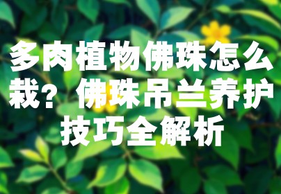 多肉植物佛珠怎么栽？佛珠吊兰养护技巧全解析