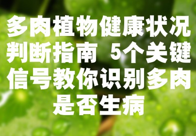 多肉植物健康状况判断指南 5个关键信号教你识别多肉是否生病