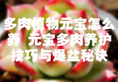 多肉植物元宝怎么养 元宝多肉养护技巧与爆盆秘诀