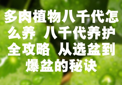 多肉植物八千代怎么养 八千代养护全攻略 从选盆到爆盆的秘诀