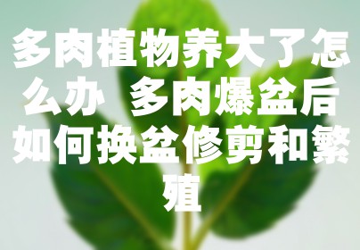 多肉植物养大了怎么办 多肉爆盆后如何换盆修剪和繁殖