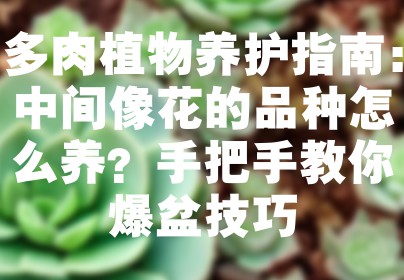 多肉植物养护指南：中间像花的品种怎么养？手把手教你爆盆技巧