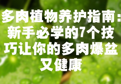 多肉植物养护指南：新手必学的7个技巧让你的多肉爆盆又健康