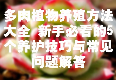 多肉植物养殖方法大全 新手必看的5个养护技巧与常见问题解答