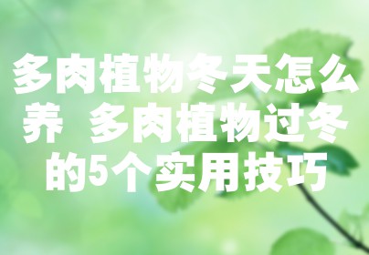多肉植物冬天怎么养 多肉植物过冬的5个实用技巧