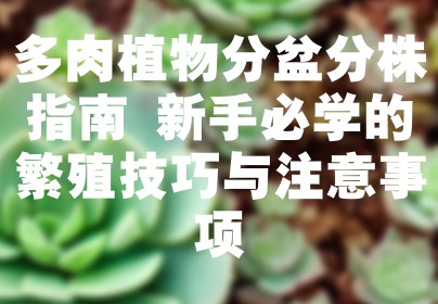 多肉植物分盆分株指南 新手必学的繁殖技巧与注意事项