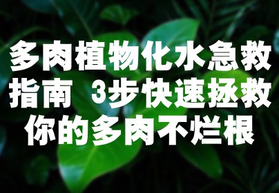 多肉植物化水急救指南 3步快速拯救你的多肉不烂根