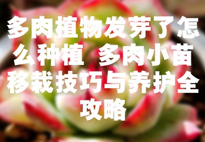 多肉植物发芽了怎么种植 多肉小苗移栽技巧与养护全攻略