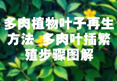 多肉植物叶子再生方法_多肉叶插繁殖步骤图解