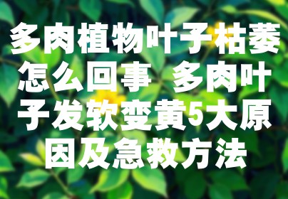 多肉植物叶子枯萎怎么回事 多肉叶子发软变黄5大原因及急救方法