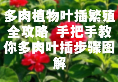 多肉植物叶插繁殖全攻略 手把手教你多肉叶插步骤图解
