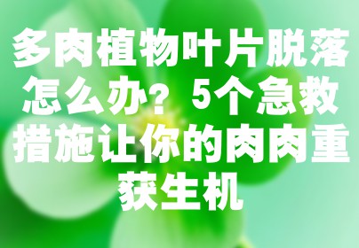 多肉植物叶片脱落怎么办？5个急救措施让你的肉肉重获生机