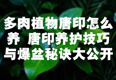 多肉植物唐印怎么养 唐印养护技巧与爆盆秘诀大公开