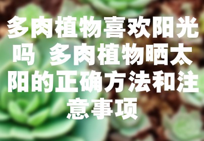 多肉植物喜欢阳光吗 多肉植物晒太阳的正确方法和注意事项