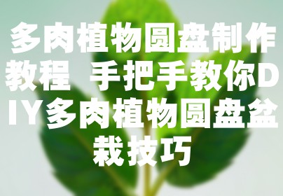 多肉植物圆盘制作教程 手把手教你DIY多肉植物圆盘盆栽技巧