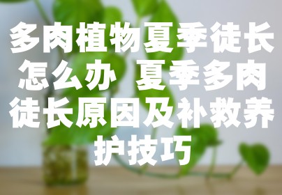 多肉植物夏季徒长怎么办 夏季多肉徒长原因及补救养护技巧