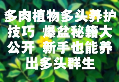 多肉植物多头养护技巧 爆盆秘籍大公开 新手也能养出多头群生