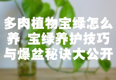 多肉植物宝绿怎么养 宝绿养护技巧与爆盆秘诀大公开