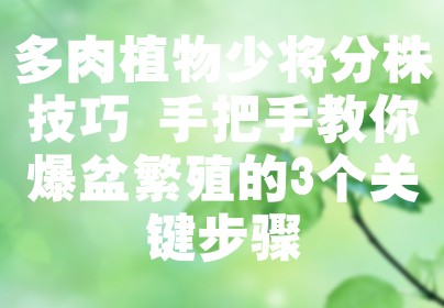 多肉植物少将分株技巧 手把手教你爆盆繁殖的3个关键步骤