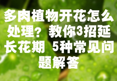 多肉植物开花怎么处理？教你3招延长花期+5种常见问题解答