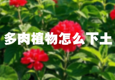 多肉植物怎么下土