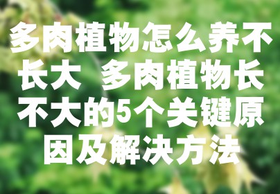 多肉植物怎么养不长大 多肉植物长不大的5个关键原因及解决方法
