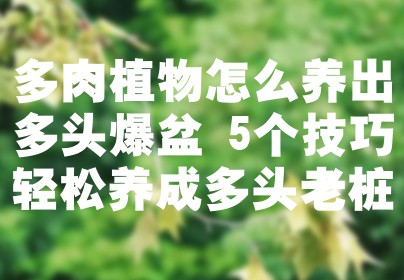 多肉植物怎么养出多头爆盆 5个技巧轻松养成多头老桩