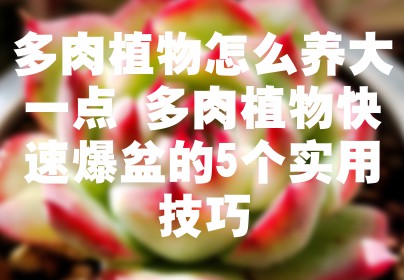 多肉植物怎么养大一点 多肉植物快速爆盆的5个实用技巧