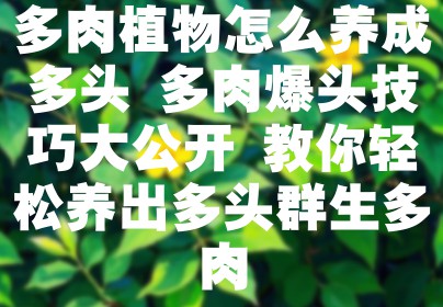 多肉植物怎么养成多头 多肉爆头技巧大公开 教你轻松养出多头群生多肉
