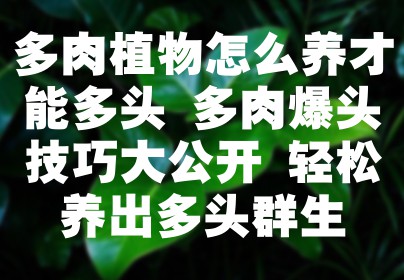 多肉植物怎么养才能多头 多肉爆头技巧大公开 轻松养出多头群生