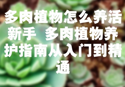 多肉植物怎么养活新手 多肉植物养护指南从入门到精通