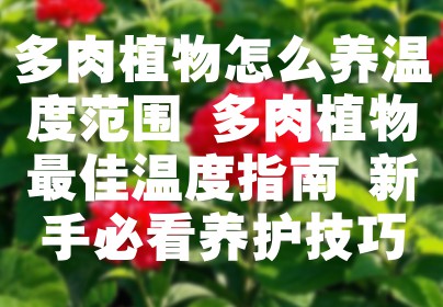 多肉植物怎么养温度范围 多肉植物最佳温度指南 新手必看养护技巧