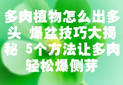 多肉植物怎么出多头 爆盆技巧大揭秘 5个方法让多肉轻松爆侧芽
