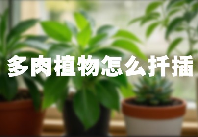 多肉植物怎么扦插