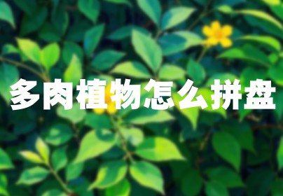 多肉植物怎么拼盘