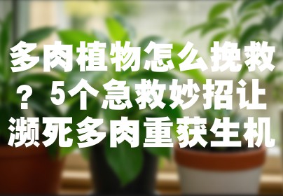 多肉植物怎么挽救？5个急救妙招让濒死多肉重获生机