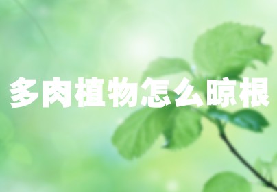 多肉植物怎么晾根