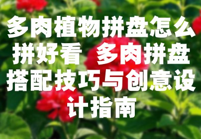 多肉植物拼盘怎么拼好看 多肉拼盘搭配技巧与创意设计指南