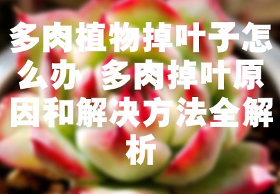 多肉植物掉叶子怎么办 多肉掉叶原因和解决方法全解析