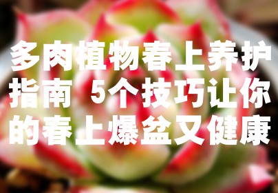 多肉植物春上养护指南 5个技巧让你的春上爆盆又健康