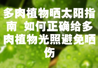 多肉植物晒太阳指南 如何正确给多肉植物光照避免晒伤