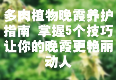 多肉植物晚霞养护指南 掌握5个技巧让你的晚霞更艳丽动人